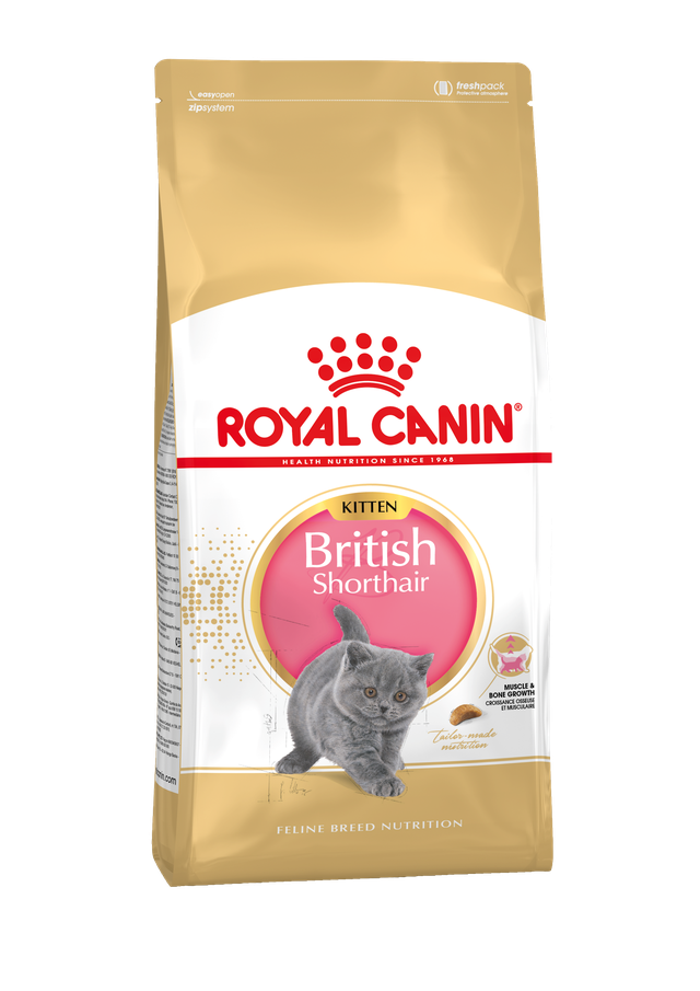 British Shorthair Kitten