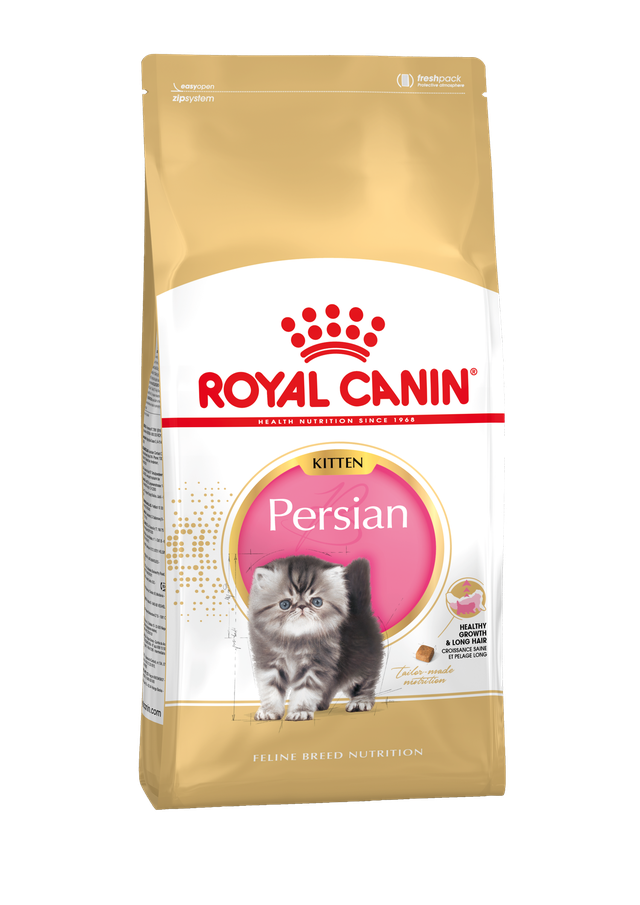 Persian Kitten