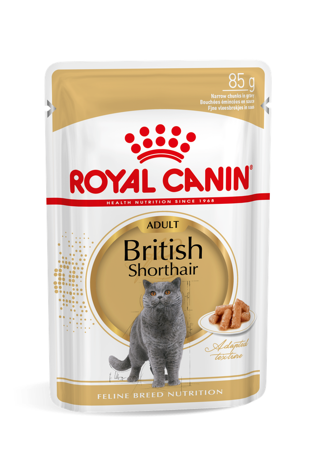 British Shorthair wet