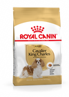 Cavalier King Charles Adult