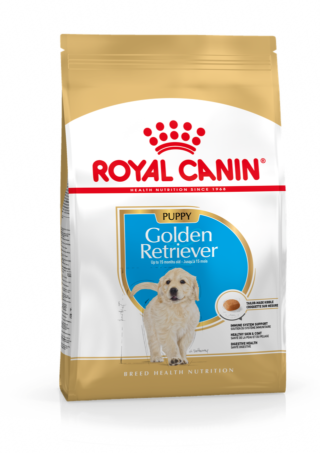 Golden Retriever Puppy