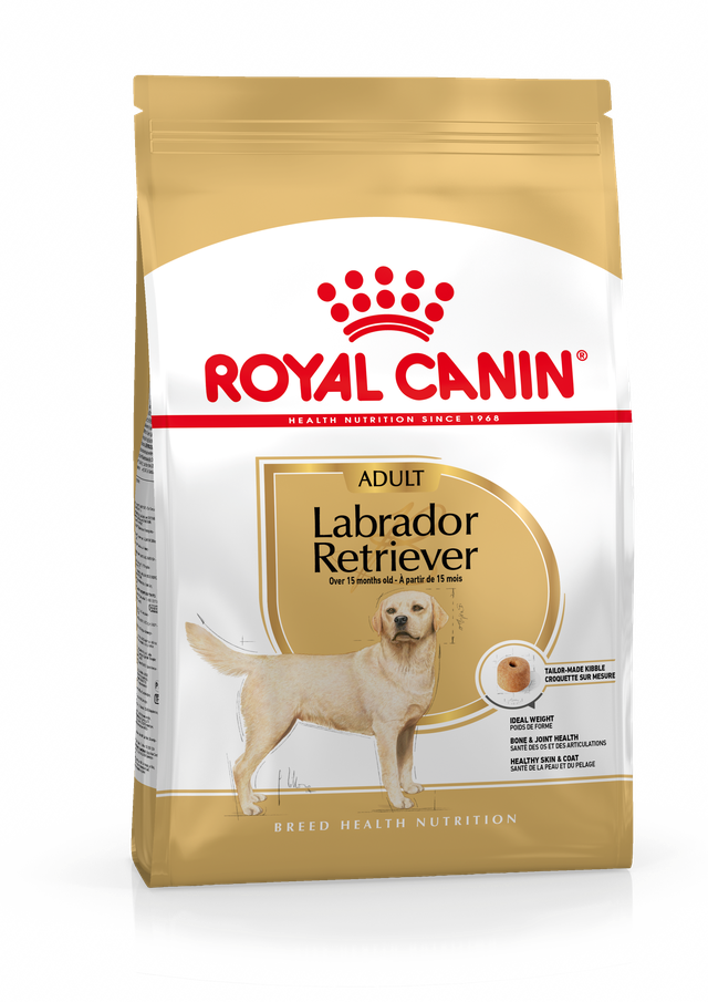 Labrador Retriever Adult